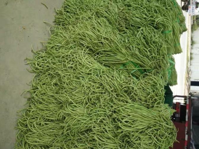 合浦豆角最新價格指南,獲取與比較豆角價格的方法及最新價格更新通知