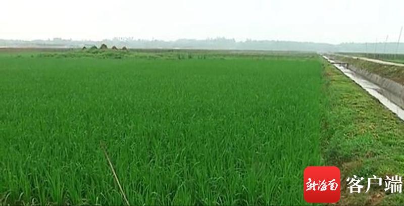 澄邁最新動態(tài),自然美景探索之旅,尋覓內心平和與寧靜的旅程