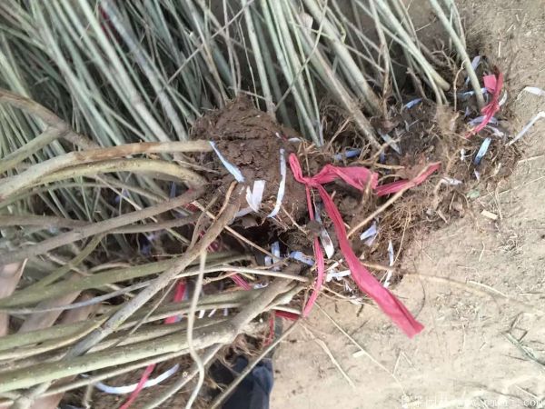 連翅最新價格深度解析，歷史背景、重要事件與地位探討