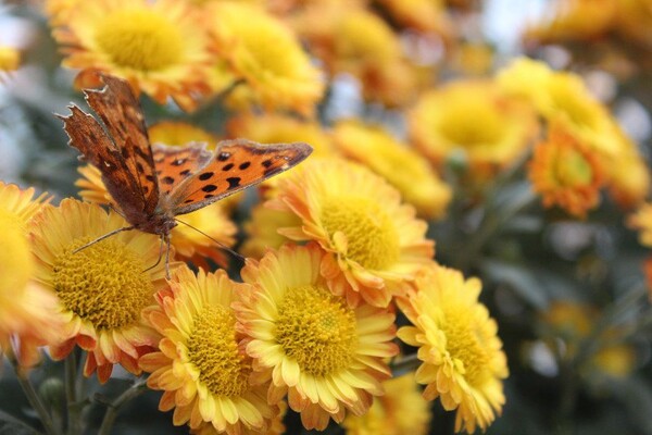 番茄最新作品,用學習之鑰,開啟自信與成就的大門