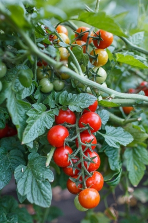 番茄最新作品,用學(xué)習(xí)之鑰,開啟自信與成就的大門