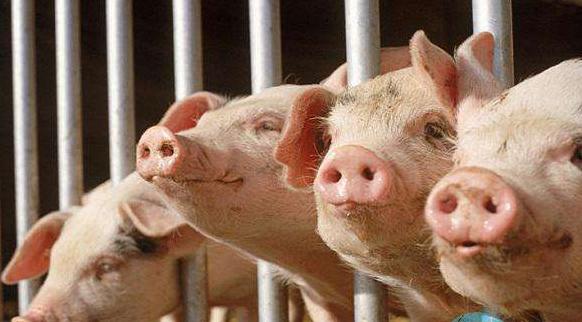 河北仔豬最新價格揭秘,小巷中的寶藏探索