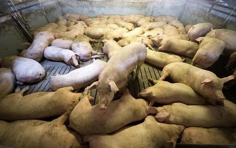 河北仔豬最新價格揭秘,小巷中的寶藏探索