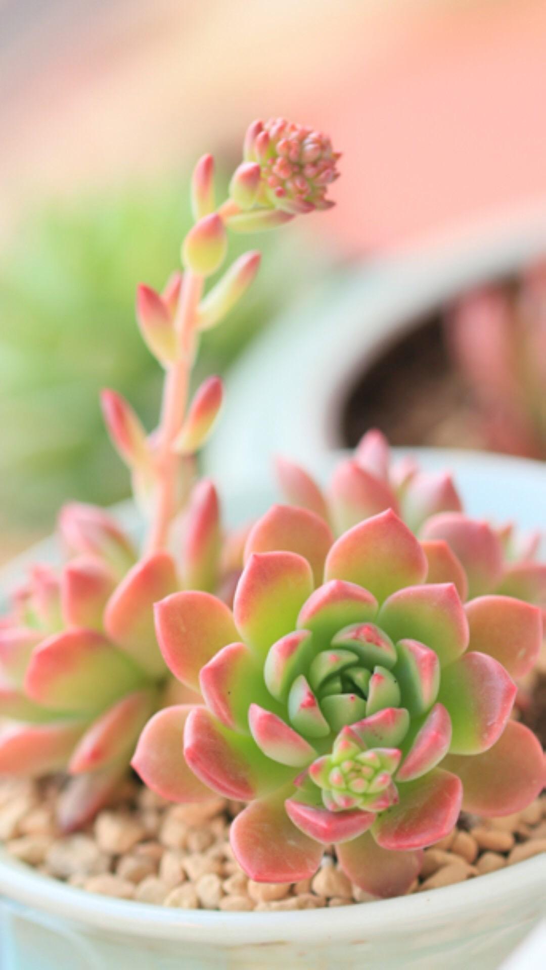 最新多肉植物，獨特的植物美學觀點探討