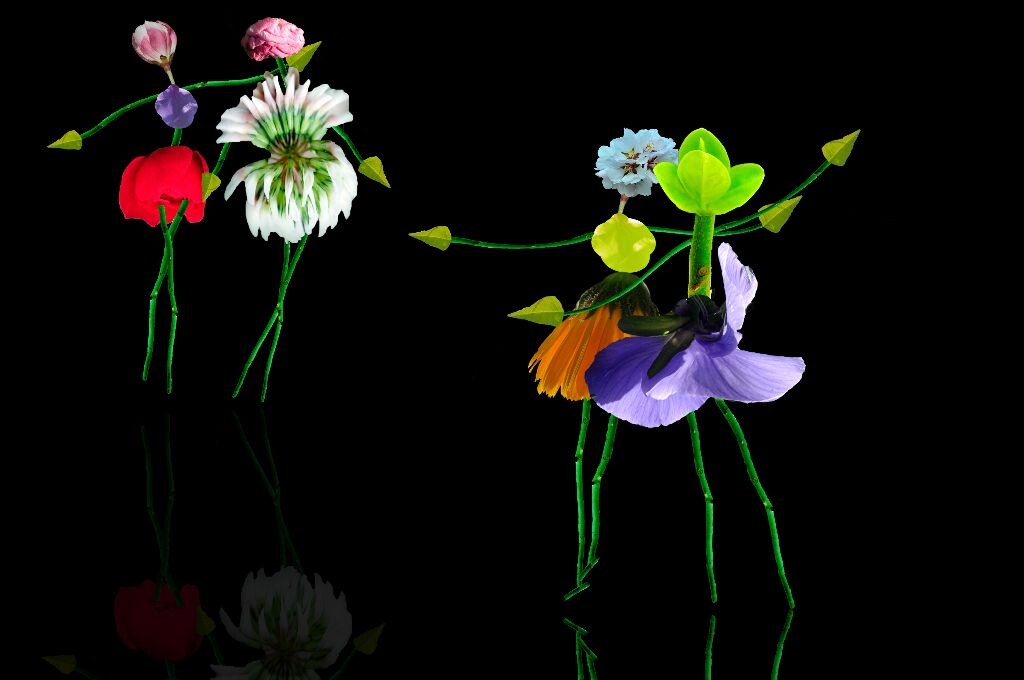 最新花舞,綻放的藝術之美欣賞