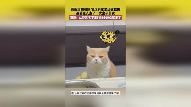 省貓任務輕松完成指南,最新技能學習與任務執行詳細步驟