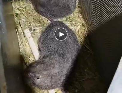 最新竹鼠科技產品革新生活體驗