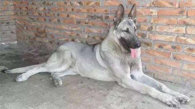 日本最新動態(tài)，溫馨日常趣事與最新情報分享