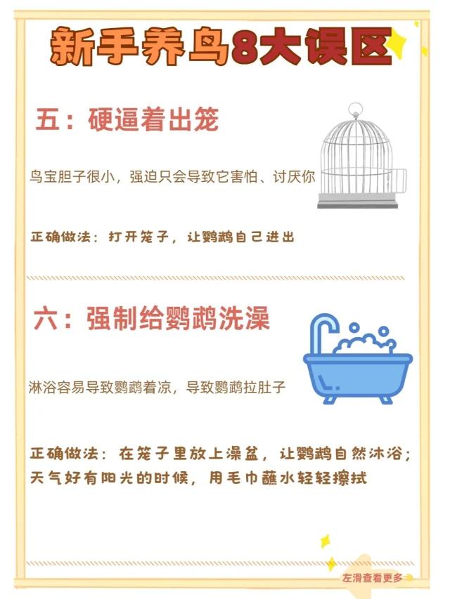 最新養鳥法規解析,觀點闡述與深度探討