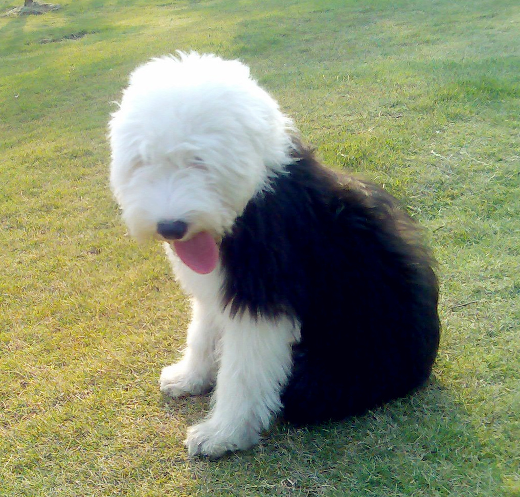 古牧新動(dòng)向,學(xué)習(xí)變化,自信前行,與夢(mèng)想共舞之路