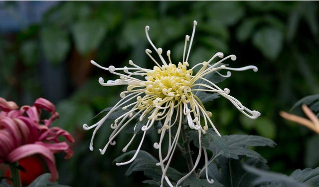 摧花最新配方揭秘，綻放美麗新篇章