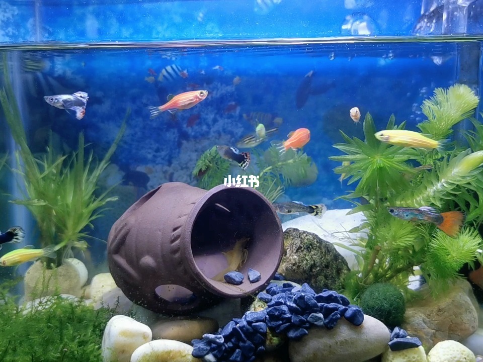 最新魚(yú)缸圖片,水族美學(xué)的時(shí)代變遷欣賞