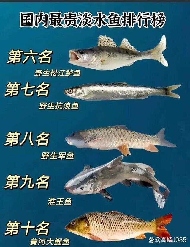 青魚國產最新論述，探索與解析