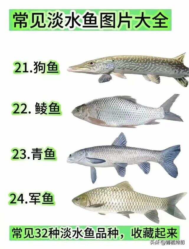 青魚國產最新論述,探索與解析