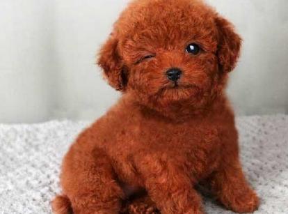 最新小鹿犬,趣事不斷,傳遞溫馨友誼與愛的小使者