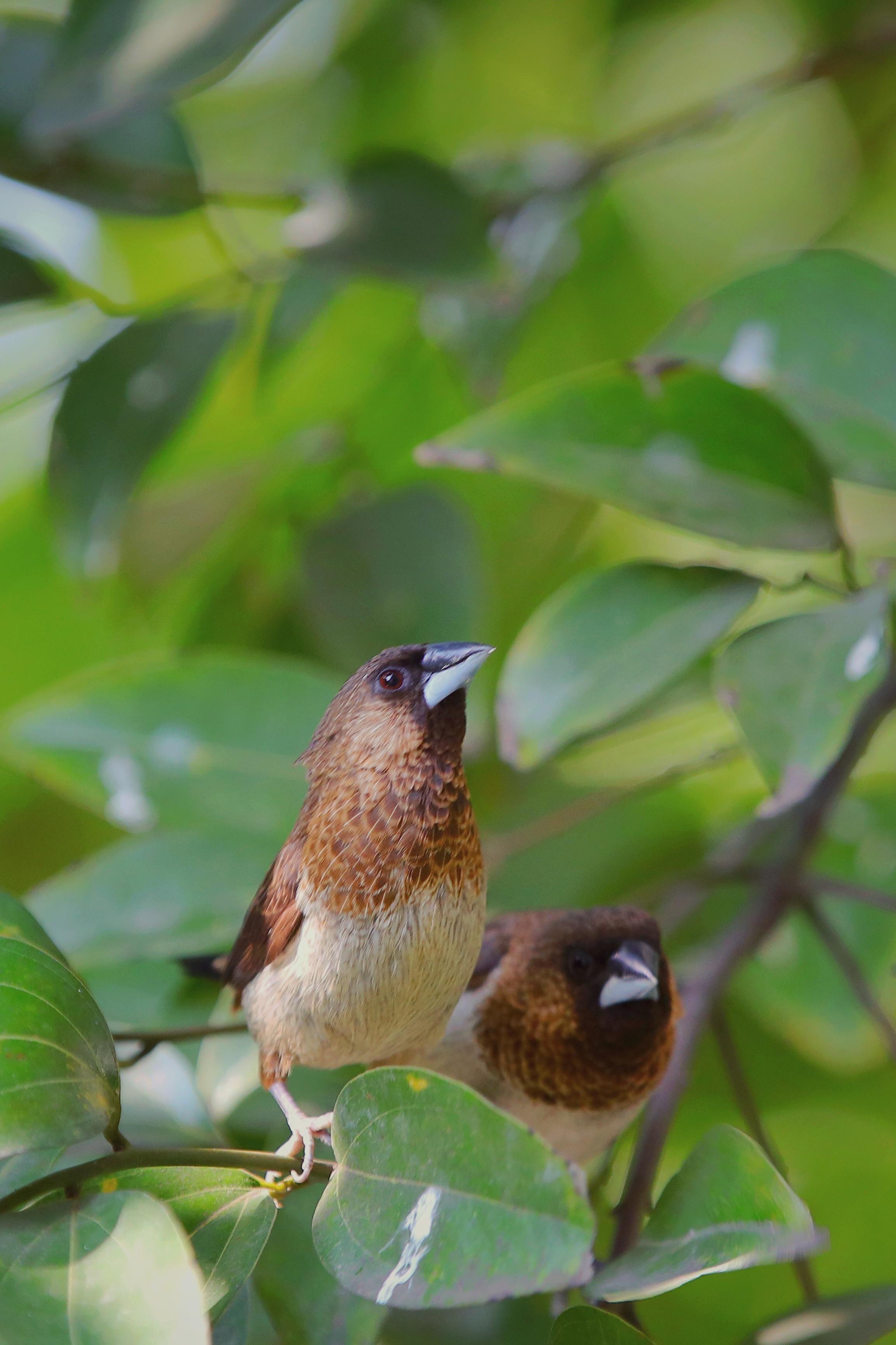 新冠疫情工廠最新動態概覽,全球視角的更新與進展